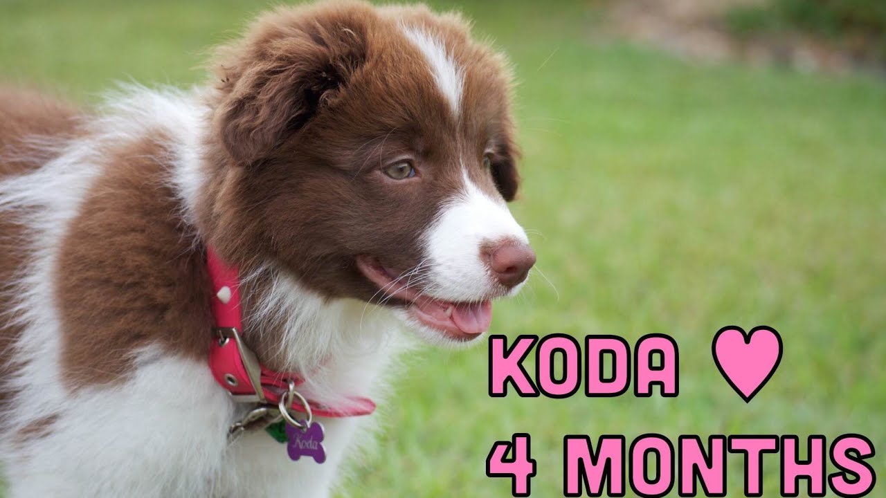 Border Collie Koda - 4 months