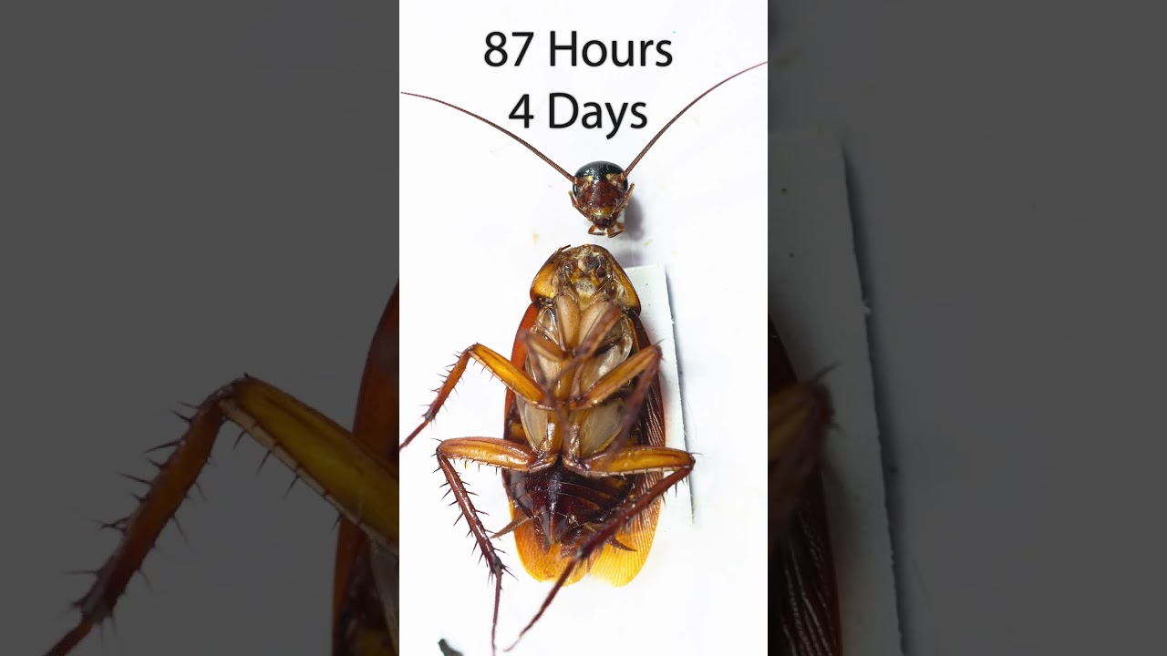 How many days can a cockroach survive without a head?
