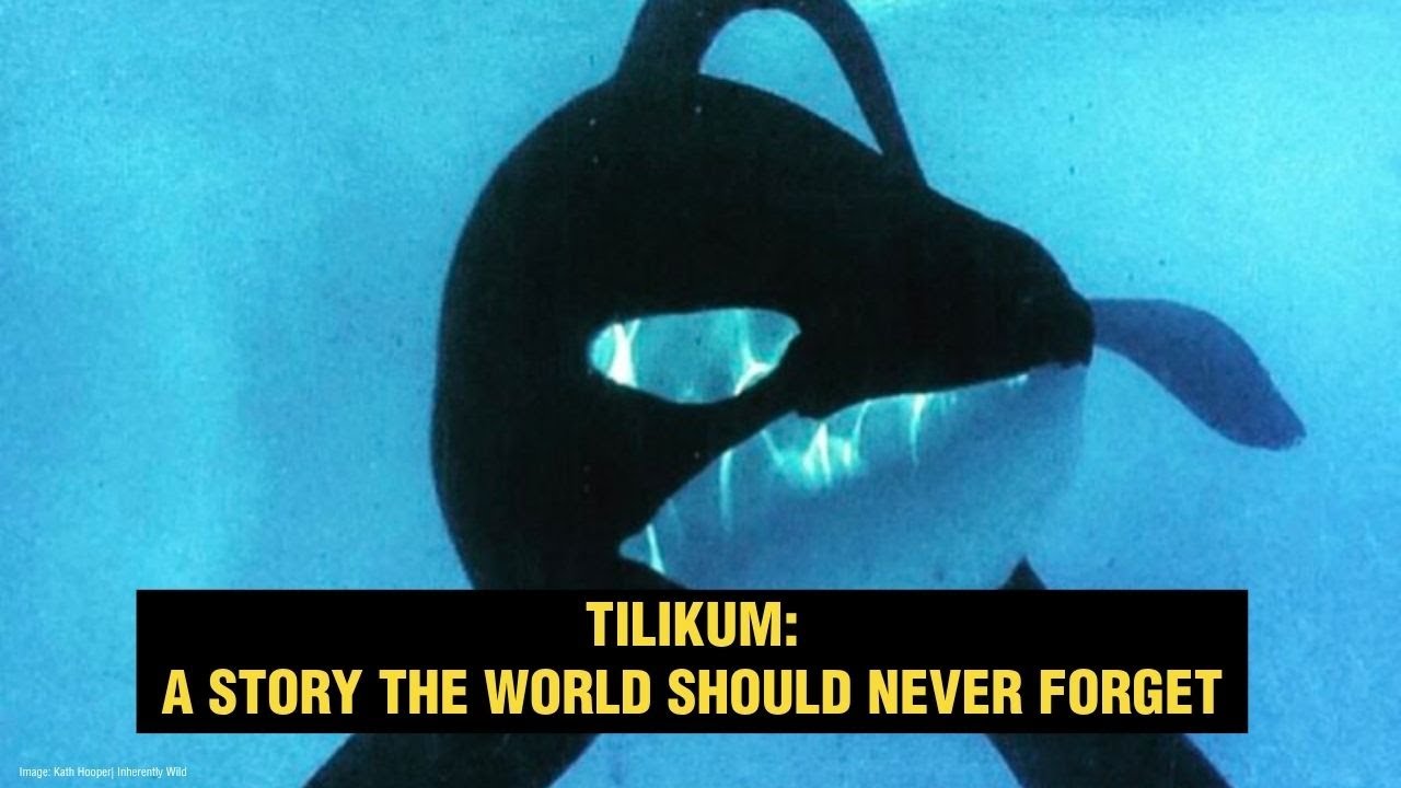 Tilikum's tragedy | Whale and Dolphin Conservation