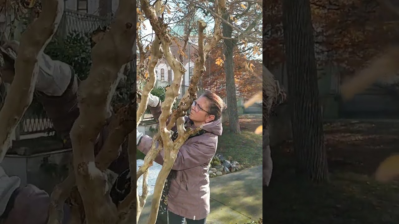 Potatura della LAGERSTROEMIA INDICA - lezione di giardinaggio, 11.12.2023