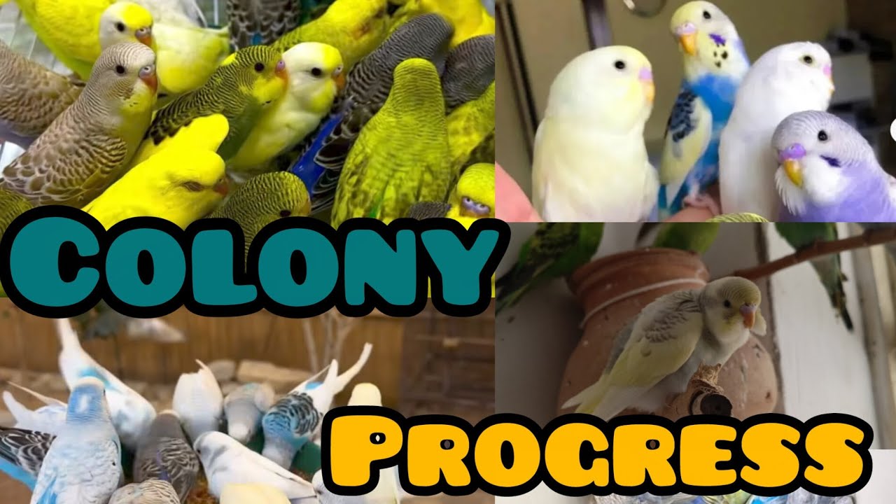 Budgies Colony Breeding Season 2026 | Australian Parrots chicks Update | Cage Setup & Chick Progress