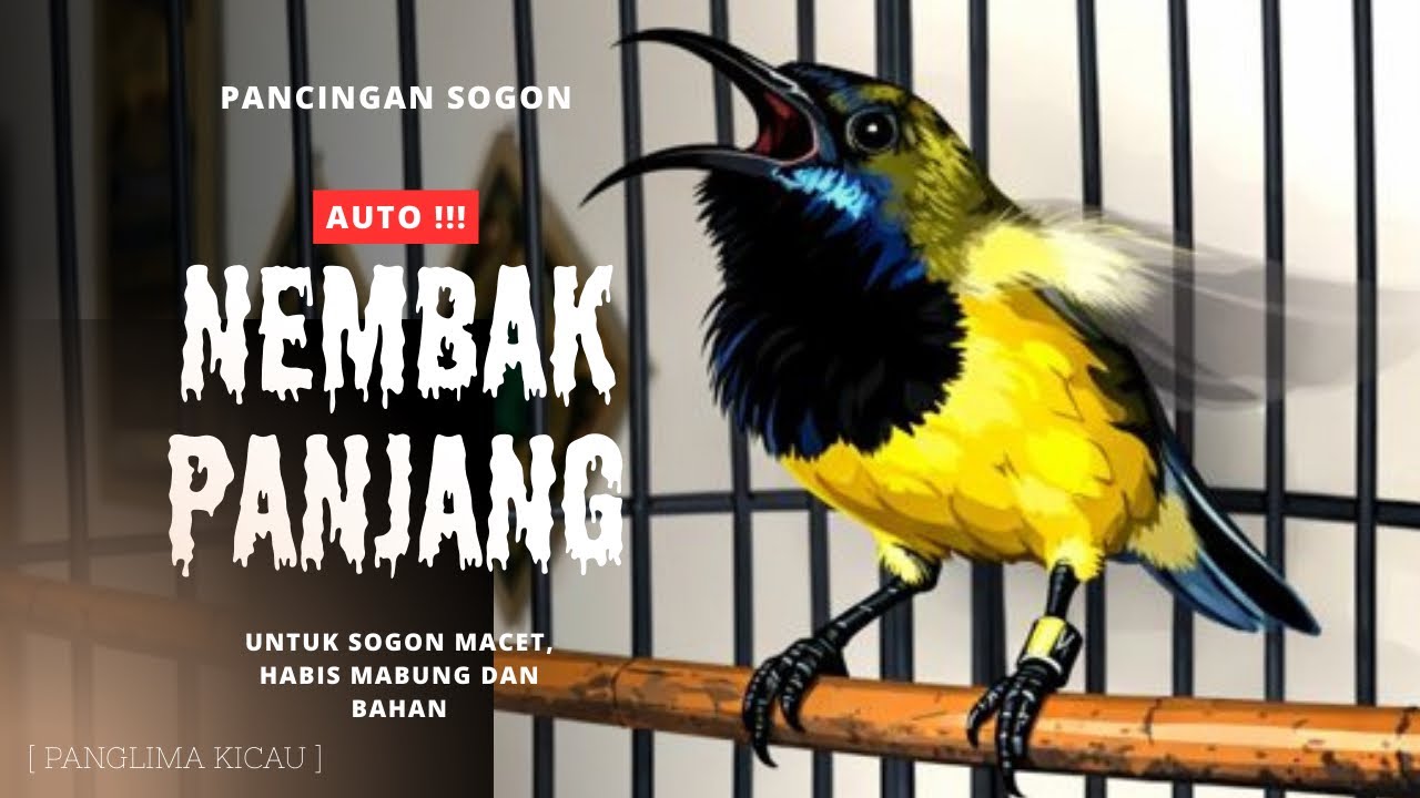 Pancingan Sogon Nembak Panjang Jernih | untuk sogon macet #pancingansogon #sogongacor #sogon 