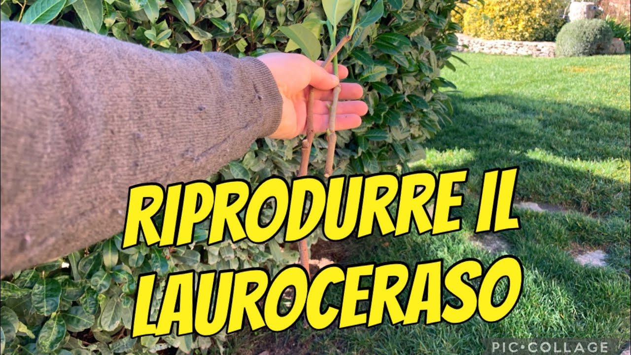 Come riprodurre per talee il lauroceraso