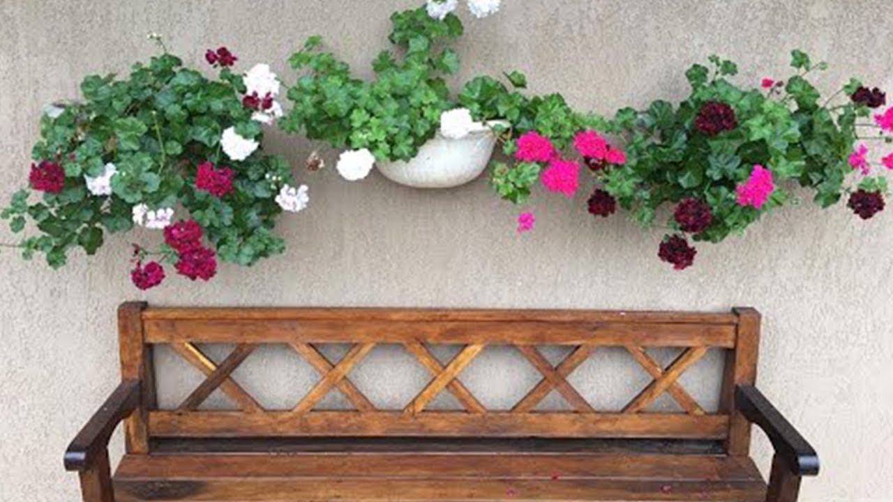 As 15 Melhores Plantas Pendentes de Sol Pleno/15 Best Full Sun Pendent Plants