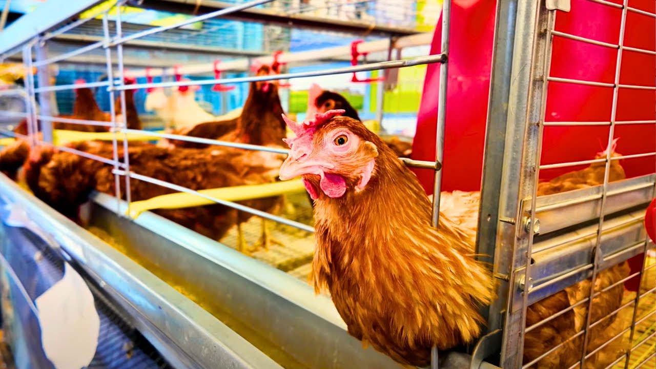 4K Stampede Walk Calgary 🇨🇦 | 2025 Stampede Farm Animal Exhibition