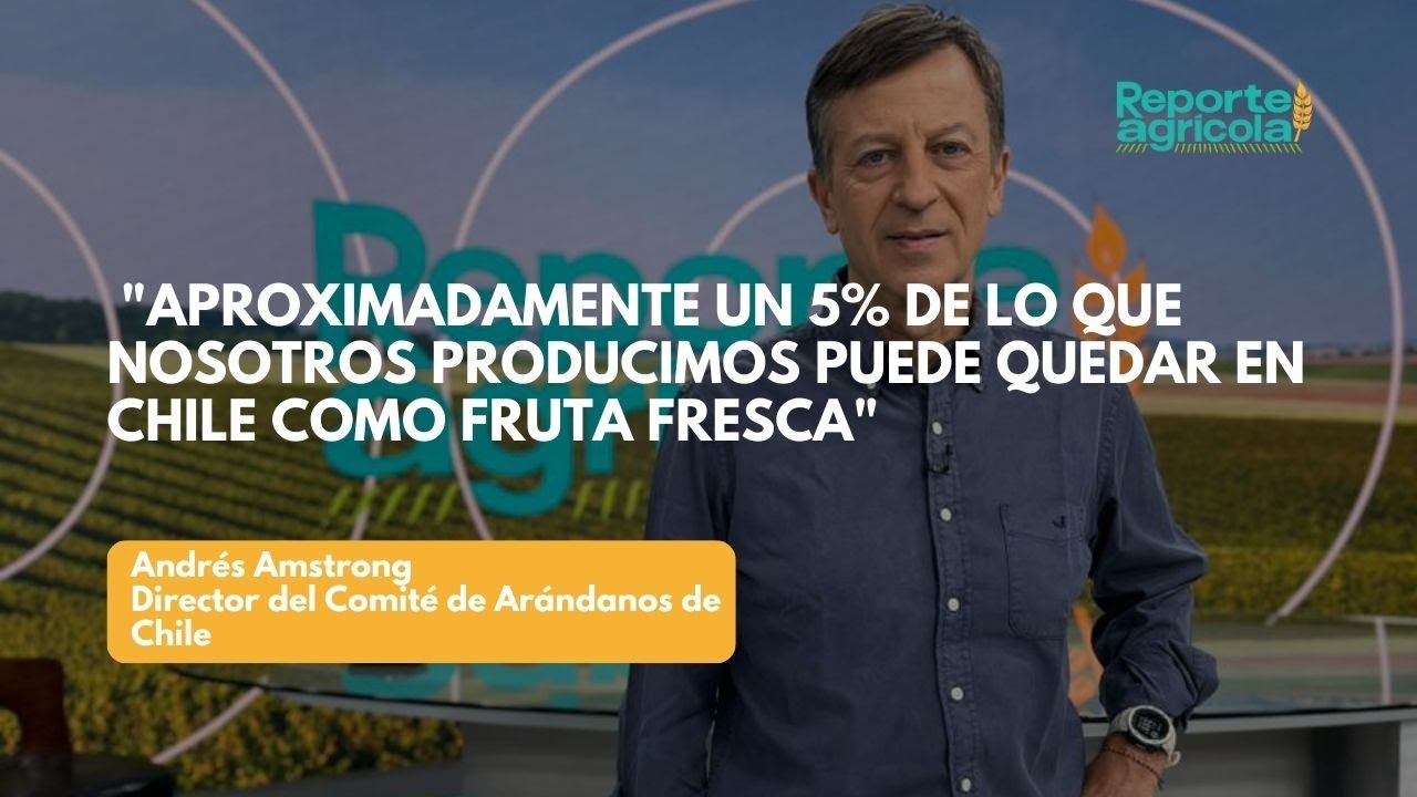 Comité de Arándanos : "aproximadamente un 5% de lo que nosotros producimos puede quedar en Chile"