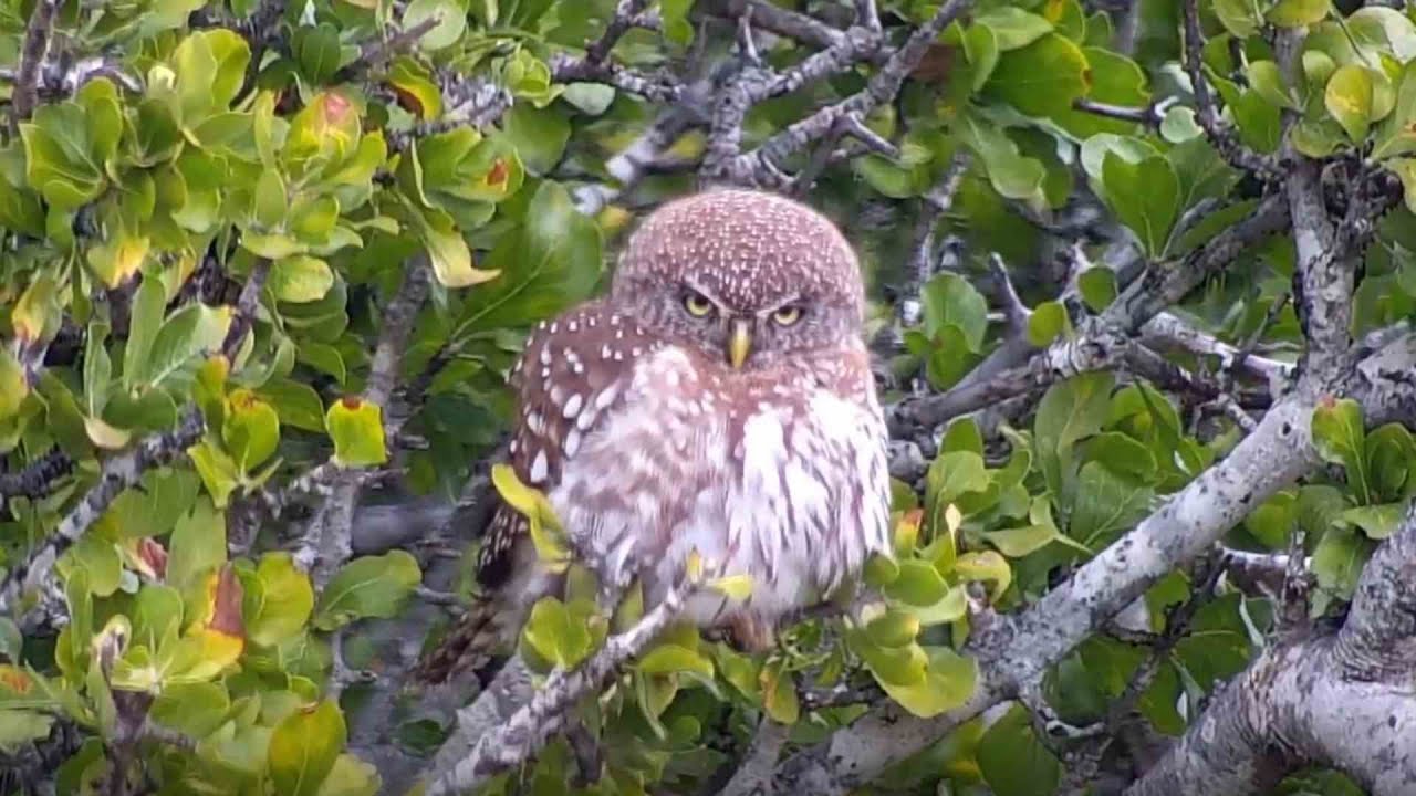 Ranger Insights | Pearl Spotted Owl