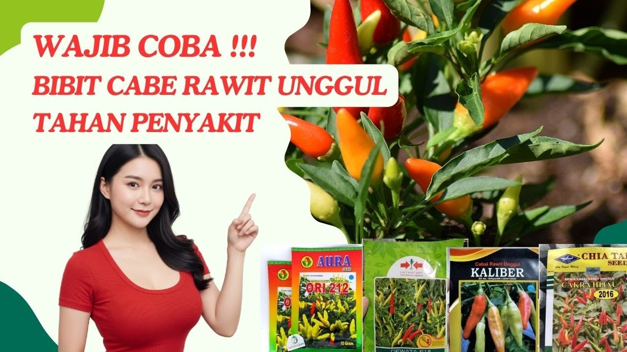 WAJIB COBA!! Bibit Cabe Rawit Unggul Tahan Penyakit Versi Petani Afkir