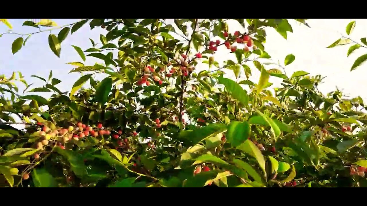 Prunus avium,cherry tree,pem&euml; qershije