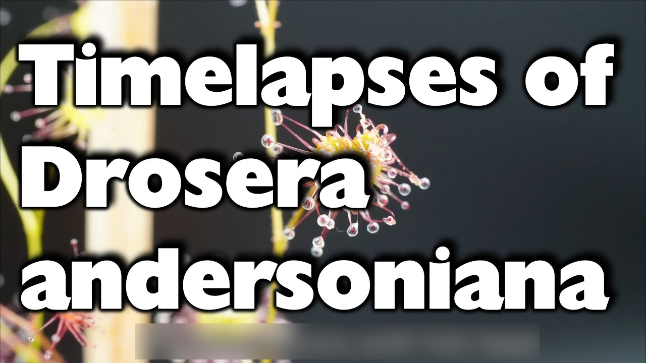 Timelapses of the tuberous Drosera andersoniana/ Zeitraffer mit einer Knollendrosera