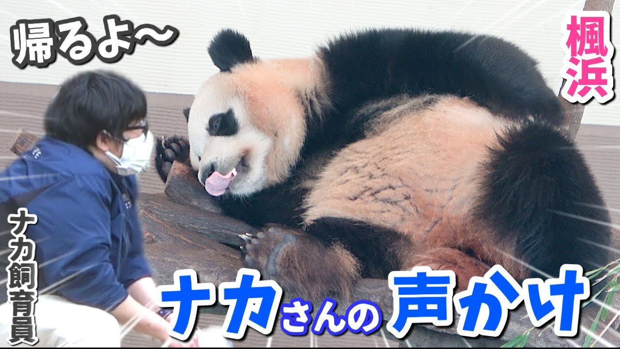 【パンダアイドル楓浜)閉園後に寝落ち🐼優しく話しかけるナカ飼育員に胸熱くなる！