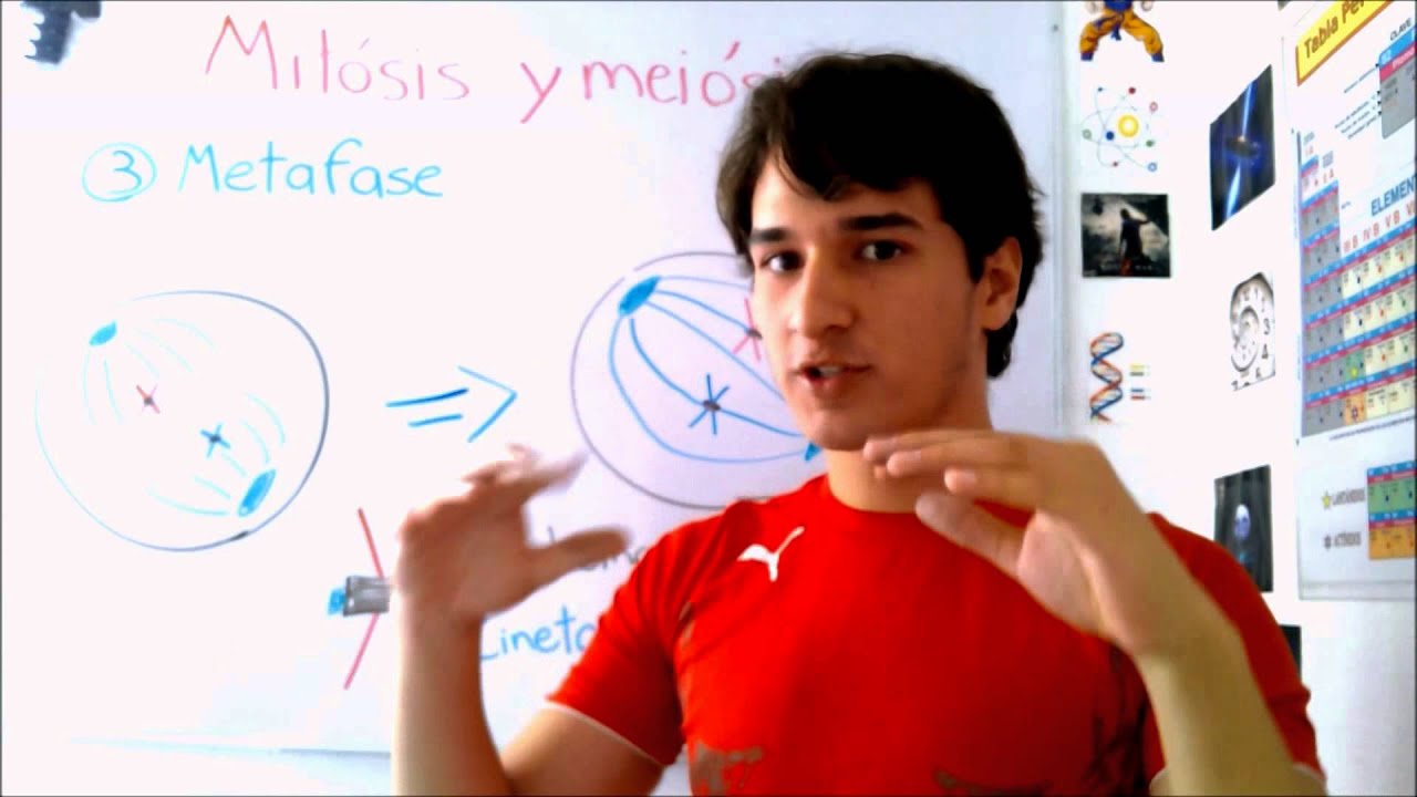 Mitosis y meiosis. Nivel experto EN 4 MINUTOS