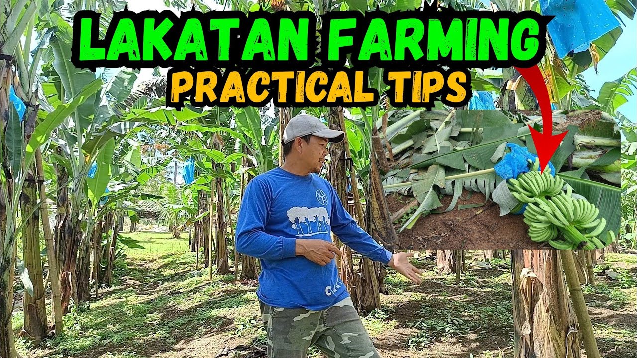 Lakatan Farming Practical Tips