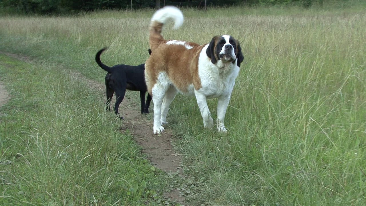 Intimidating Dog - Loud Barking Of St. Bernard Dog