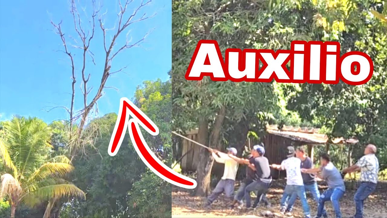 Por culpa de COMANCHE casi pierden la vida sus compañeros al caerle un Arbol encima 😱