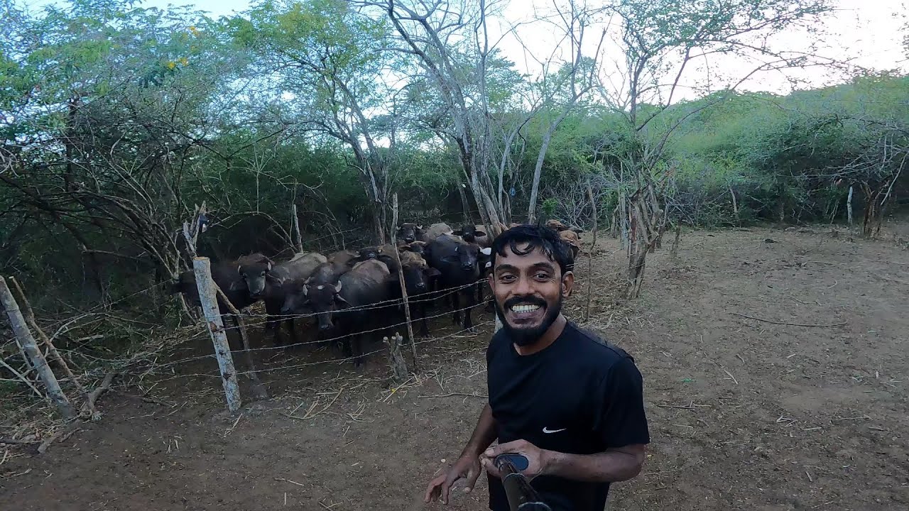 කැලේ හැදෙන මී හරක් ..🐃🌿