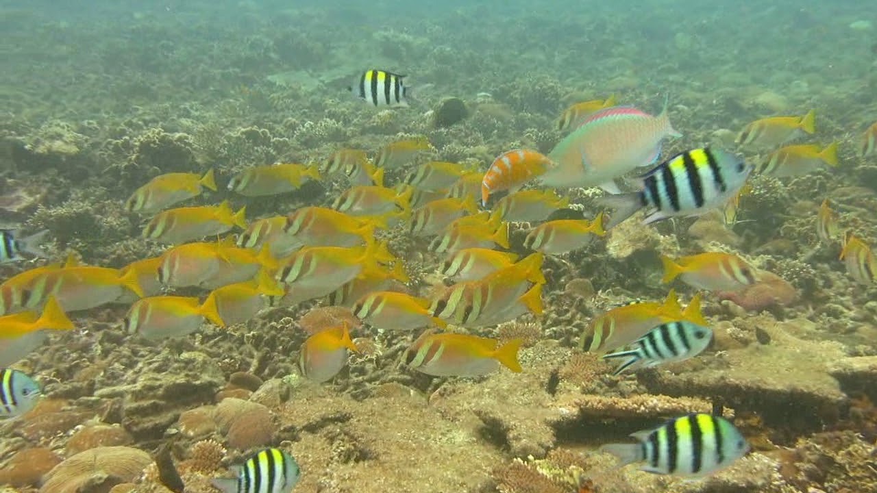 JOWD Koh Tao