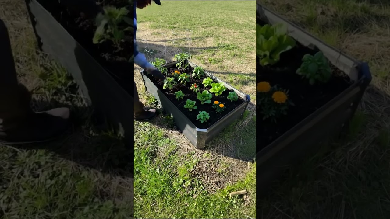 Most Satisfying Raised Bed Garden Makeover Timelapse &ndash; AI Magic! 🍅