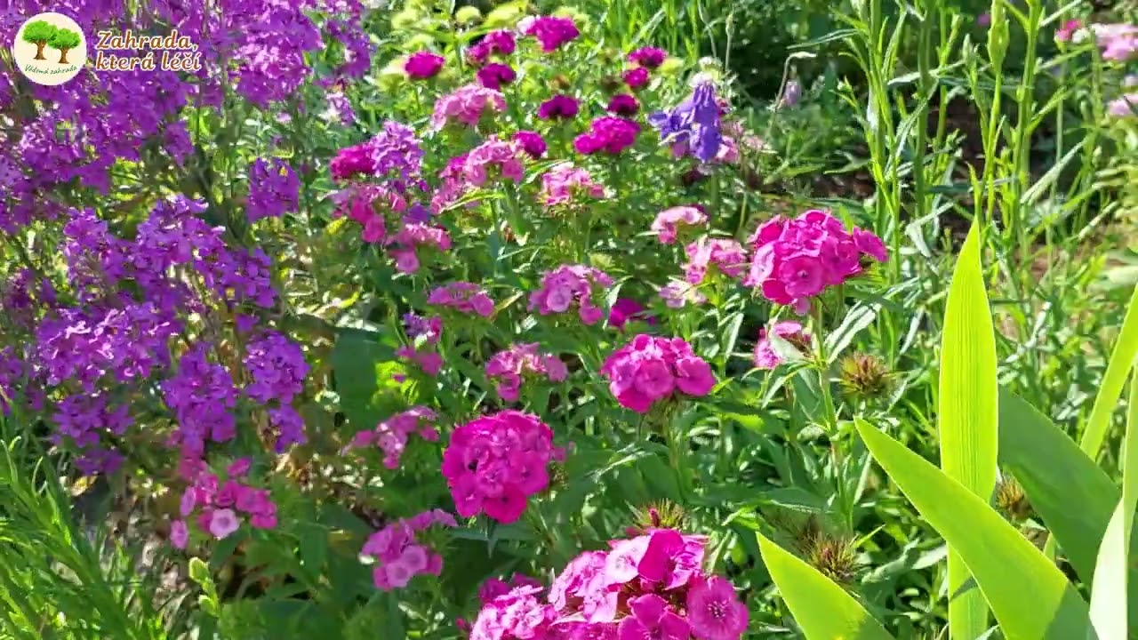 Květen v zahradě | Garden in May