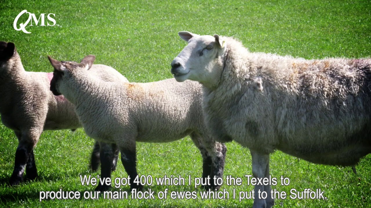 Kings Arms Farm - Scotsheep 2018 hosts