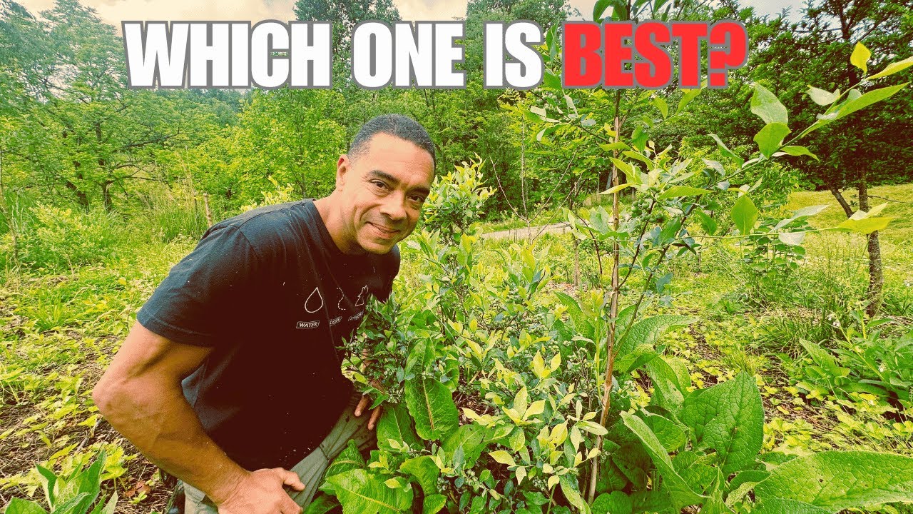 Food Forest vs  Orchard: Which Works Best For You?