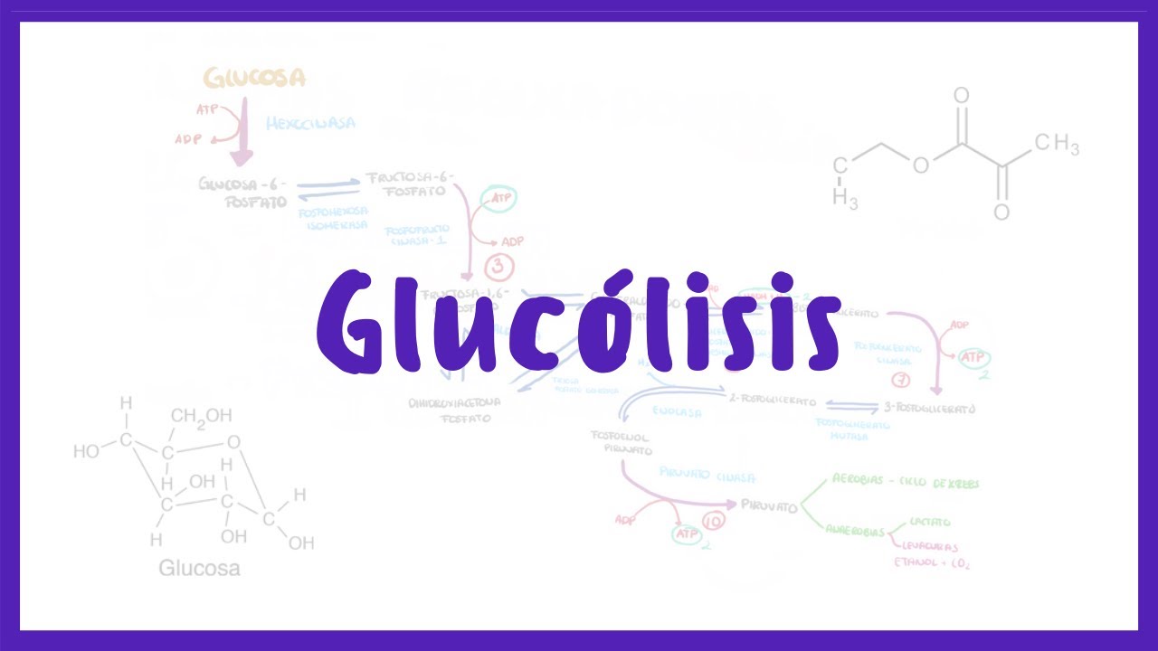 BIOQU&Iacute;MICA | Gluc&oacute;lisis, Catabolismo de Carbohidratos | Blasto Med