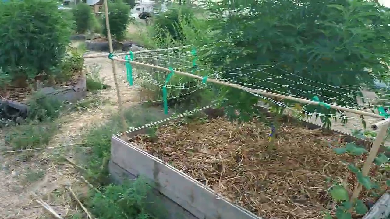 3rd year no-till organic cannabis garden (august 1st)