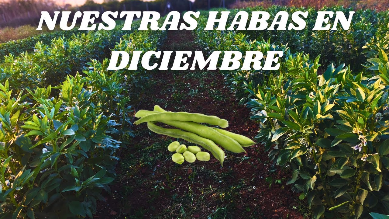 ¡HABAS SANAS! EVITA EL PULGON NEGRO
