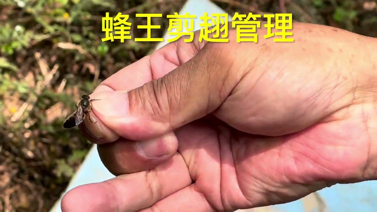 城市養野蜂 蜂王剪趐管理