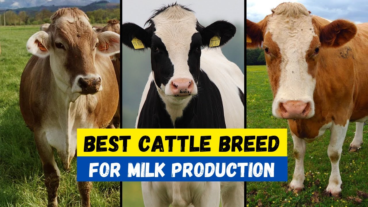 Top 10 Milk Producing Cattle Breeds In The World | Top 10 Milking Cow