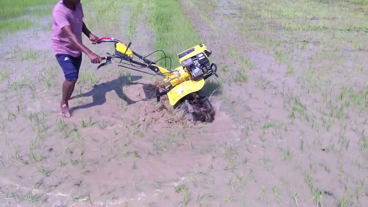 DHAN BIHUDA IN SUMMER SEASON WITH POWER WEEDER 