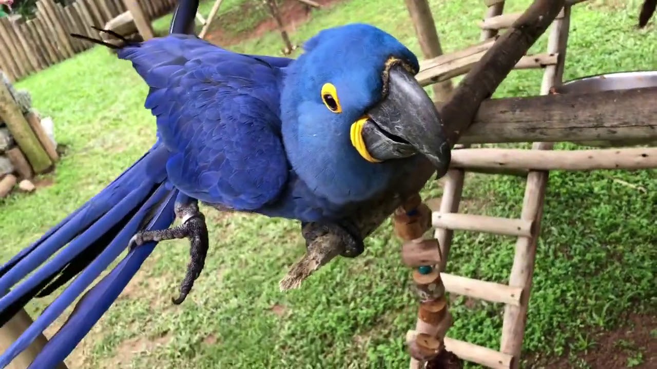 Fun..:VEJA A REAÇÃO DO PAPAGAIO/ARARA-AZUL/CANINDÉ / CACATUAS 😍😍  - CRIADOURO PEDRA BRANCA