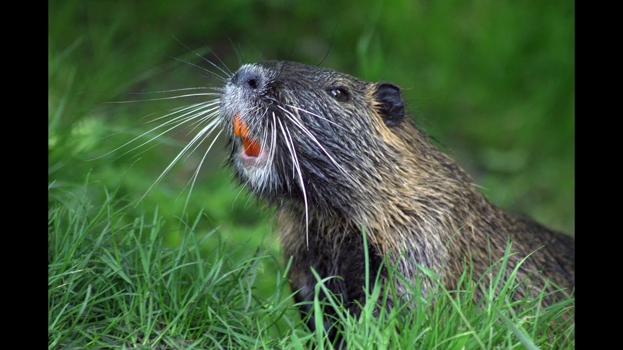 50 fascinating fast facts about beavers