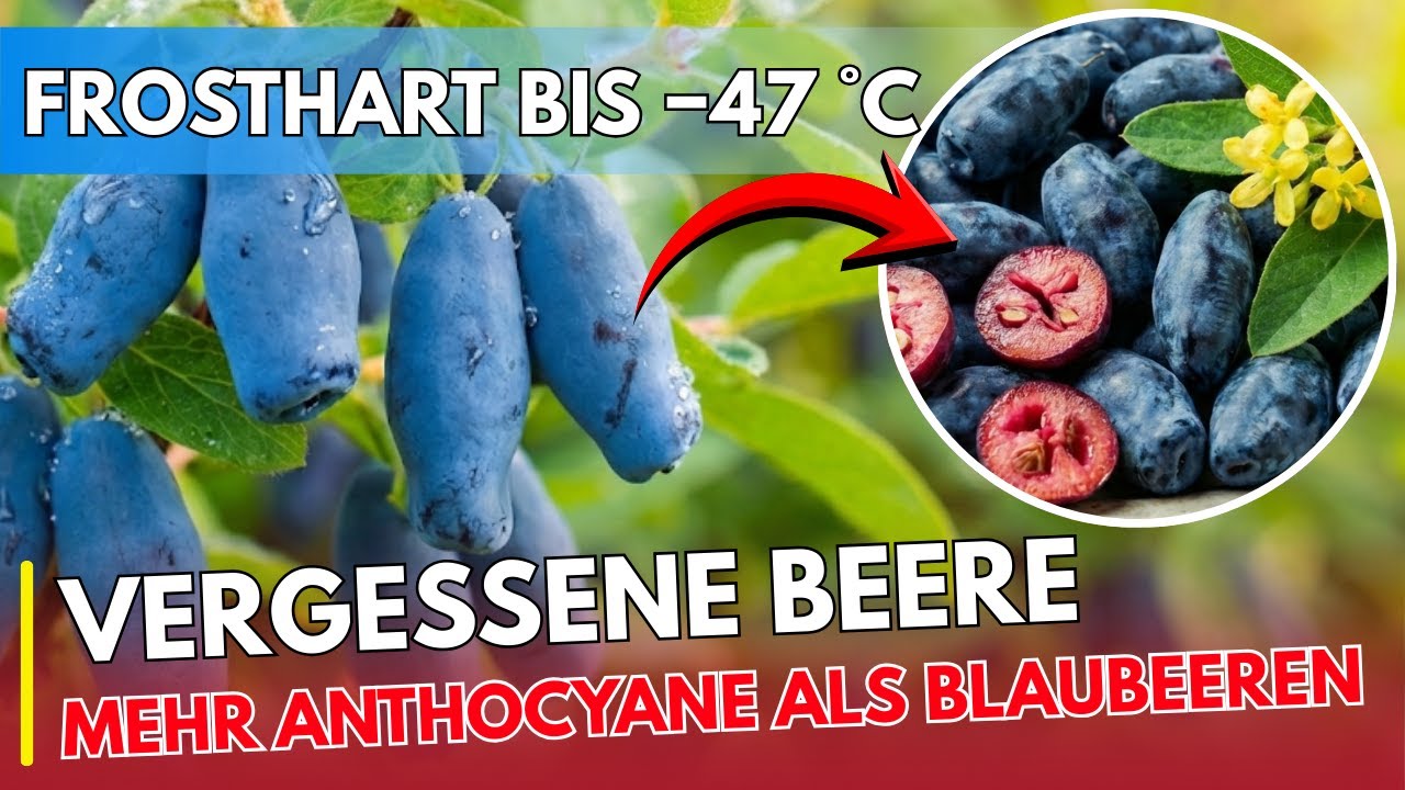 Die vergessene Superbeere aus dem Norden | Maibeere / Honigbeere | EHRLICH ESSEN