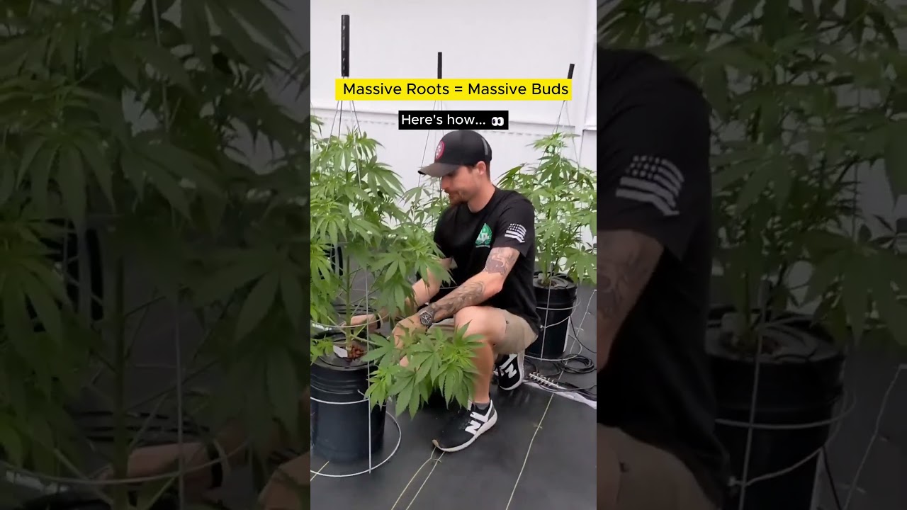 🌱🚀 UNLOCK The Secrets to MASSIVE Roots! | 5 Quick Tips by Sativa University 🌱🚀 #herbgardening
