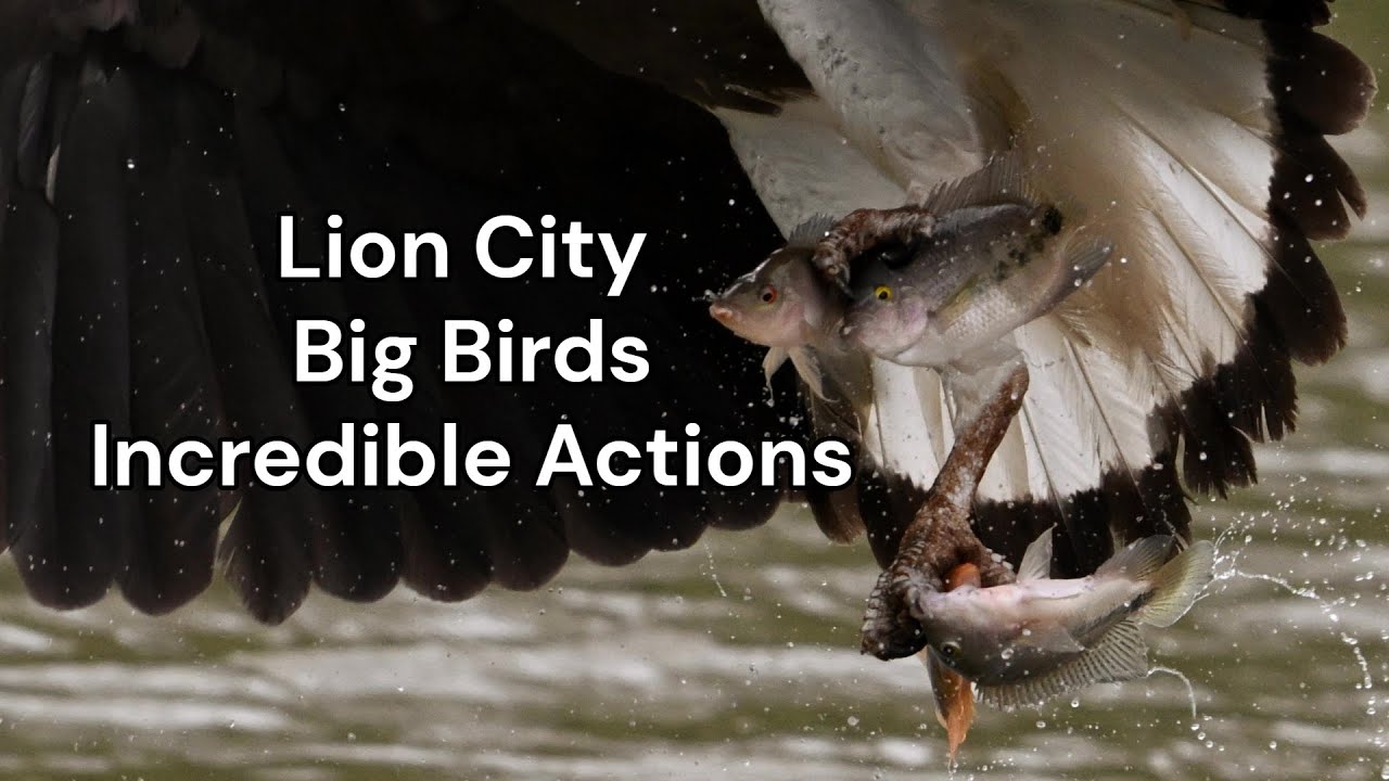 Lion City Big Birds Incredible Actions