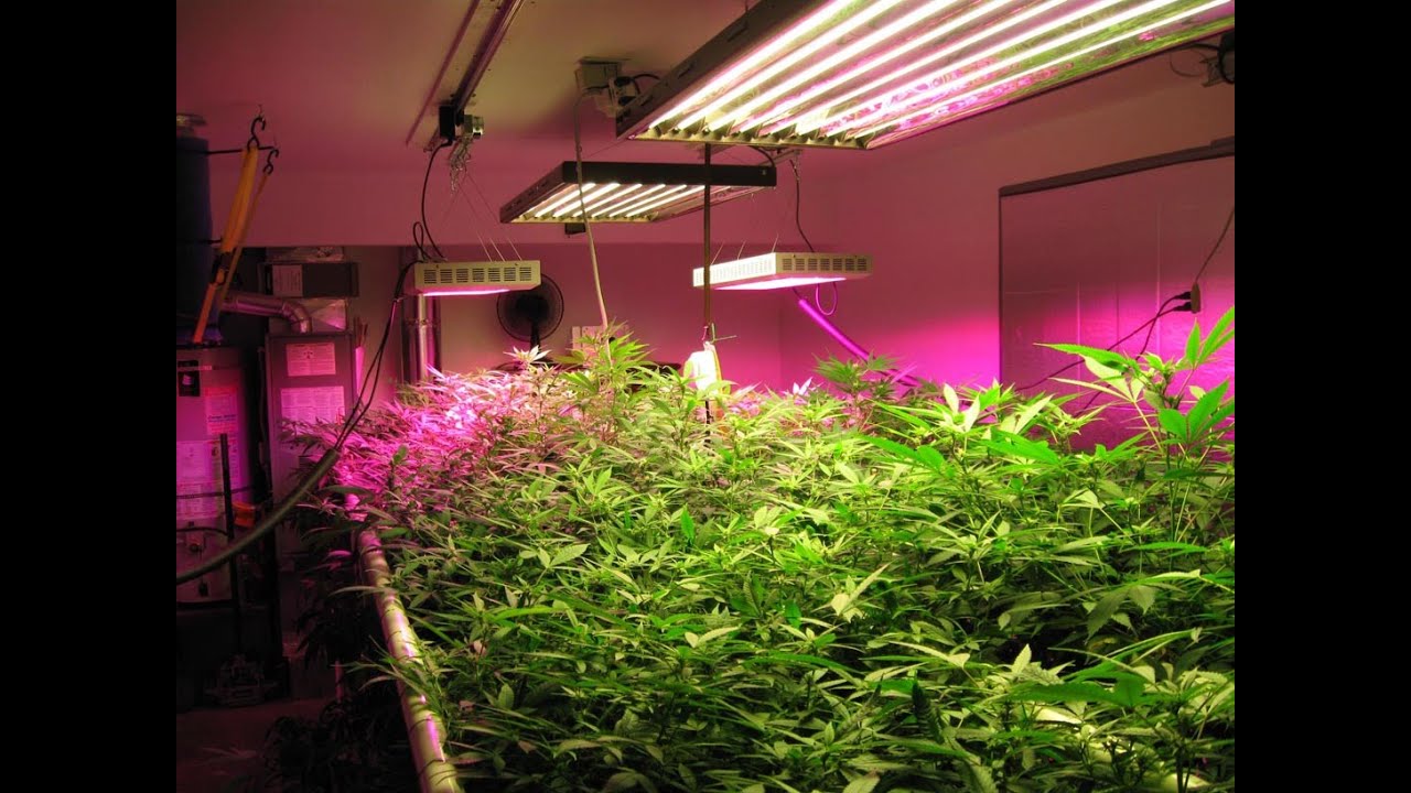 Advanced DS200 LED Grow Light Review