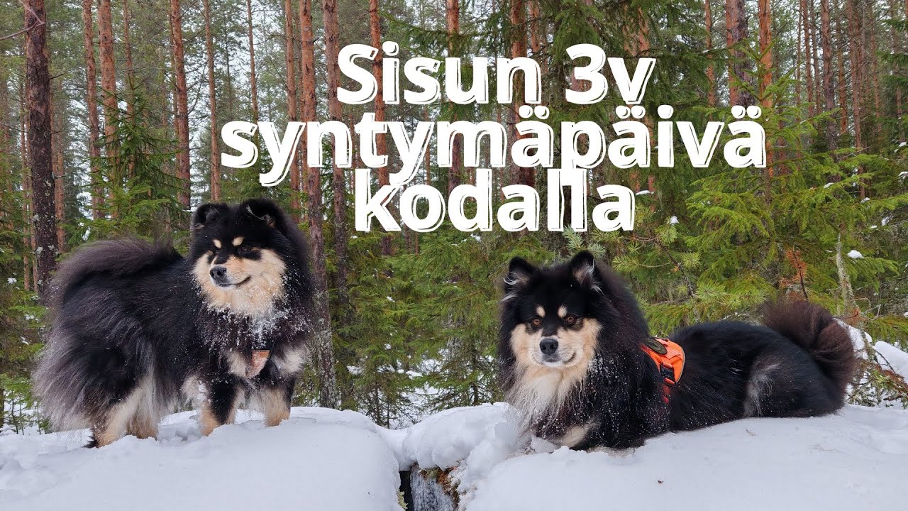 Sisun synttärit kodalla & 500. tilaajan arvonta