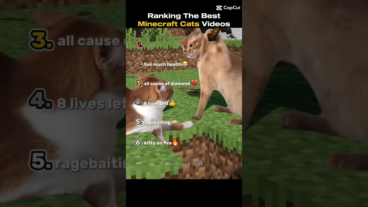 ranking bests moments for cats