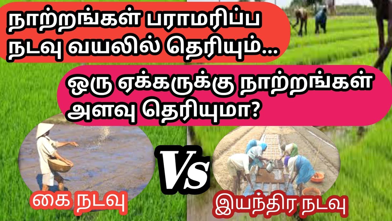 நெல் நாற்றங்கள் முதல் நடவு வரை மேலாண்மை | Paddy nursery management in transplantating areas