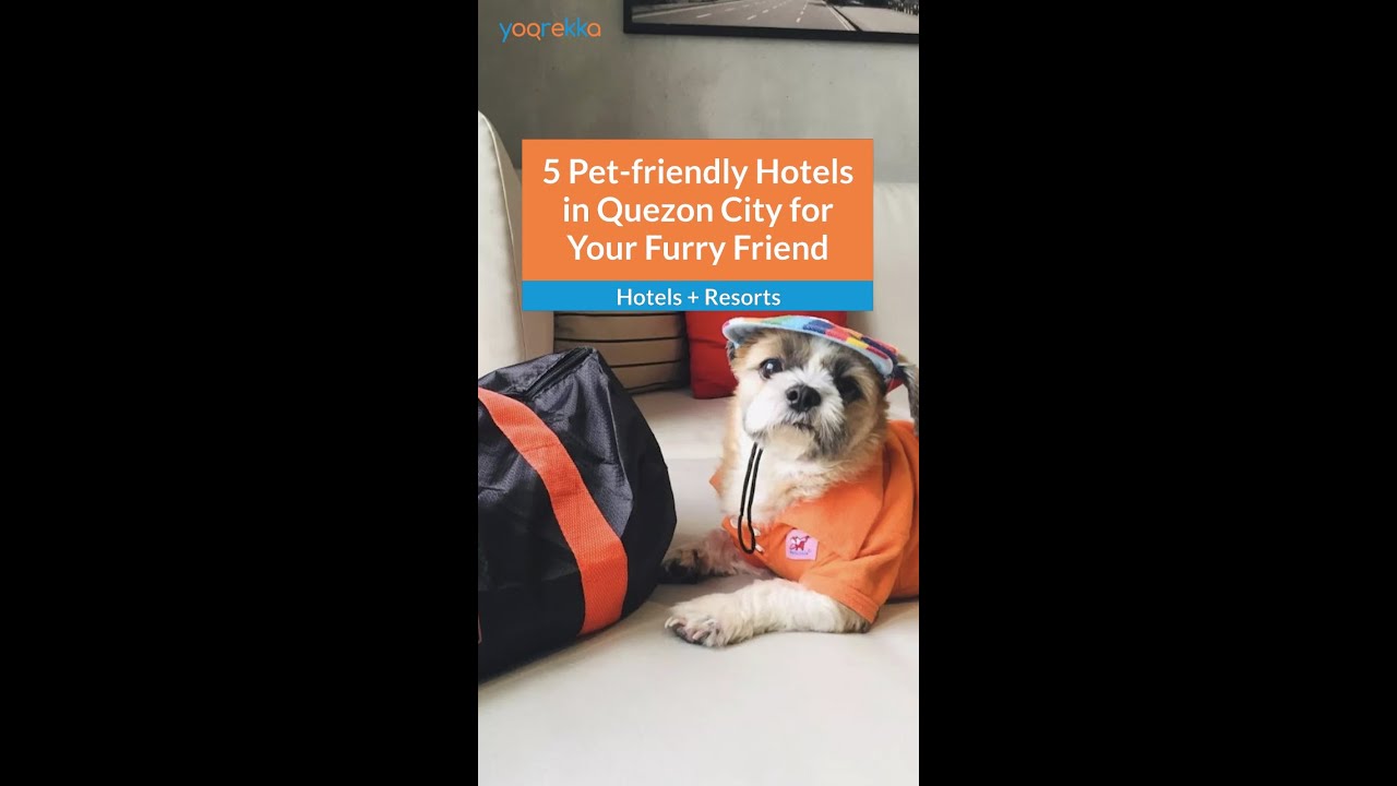 5 Best Hotels in Quezon City | 5 Pet-friendly Hotels in Quezon City for Your Furry Friend