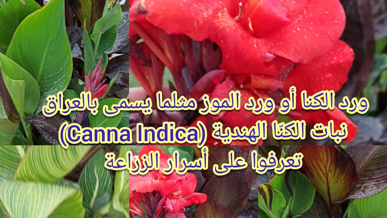 ورد الكنا يسمى بالعراق ورد الموز  الكنّا الهندية Canna Indica تعرفوا على أسرار الزراعة وجمال الازهار