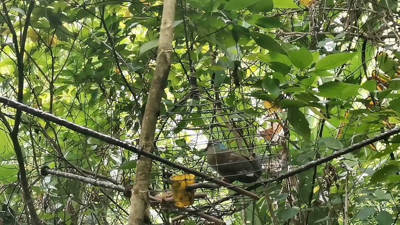 Kahapon nka dali ng tatlo si laida under training