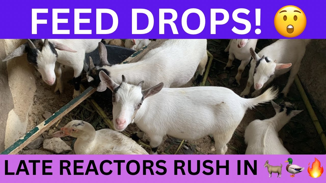 Feed Drops — Late Reactors Rush In 😲🐐🦆 (Evening Feeding Live)
