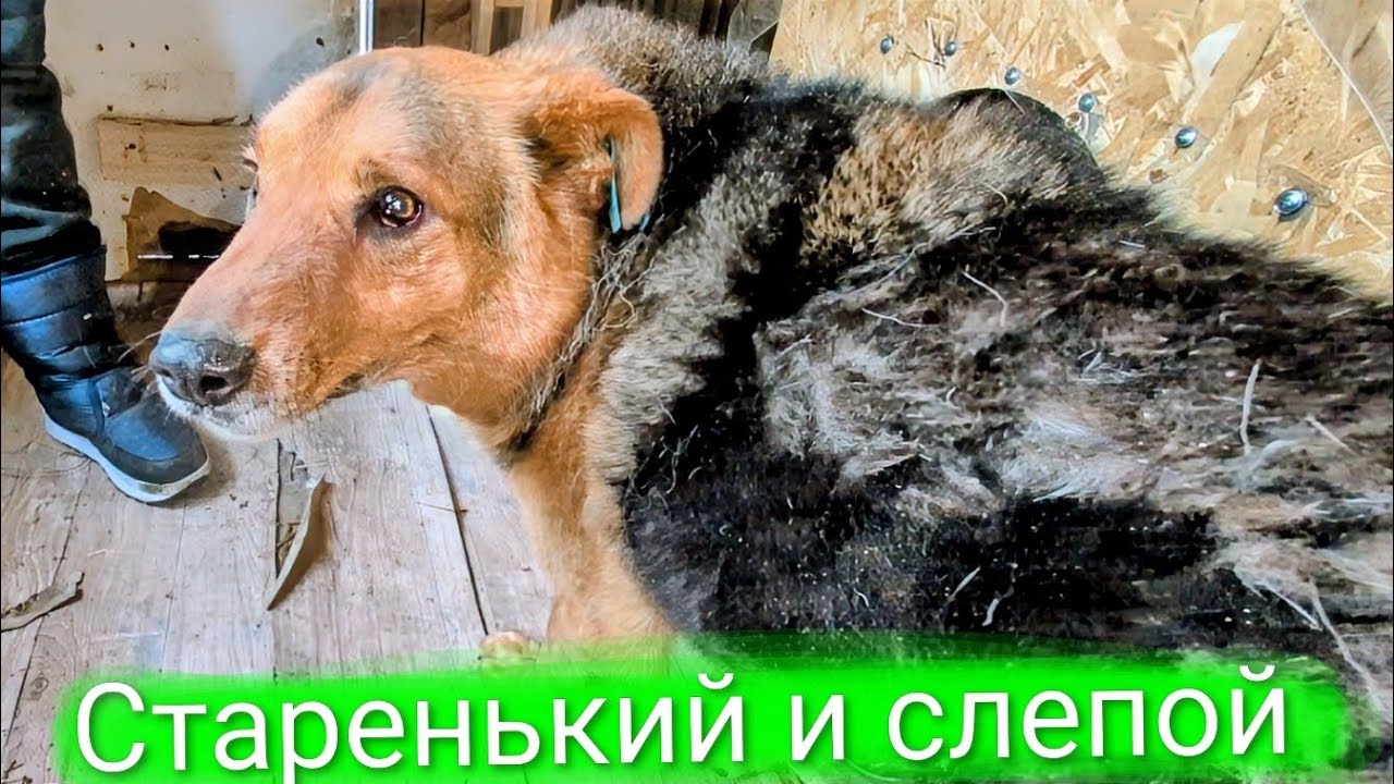 Слепой старичок попал в приют. Пополнение 