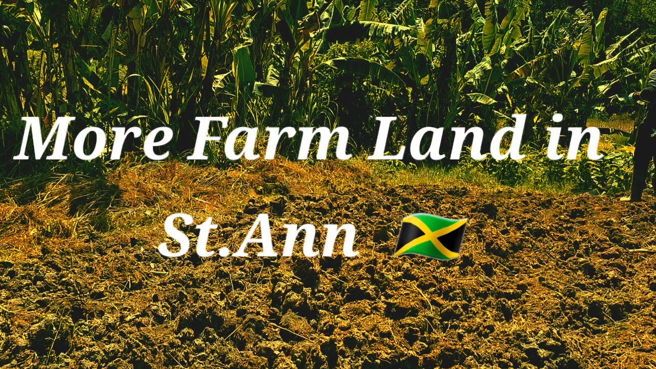 Exploring Multi-million Dollar Farm Lands in  St.Ann, Jamaica 🇯🇲 #nature #fyp #farming #diy #4k