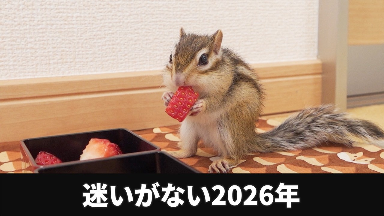 リス専用重箱にいちごを詰めた結果ｗｗｗ