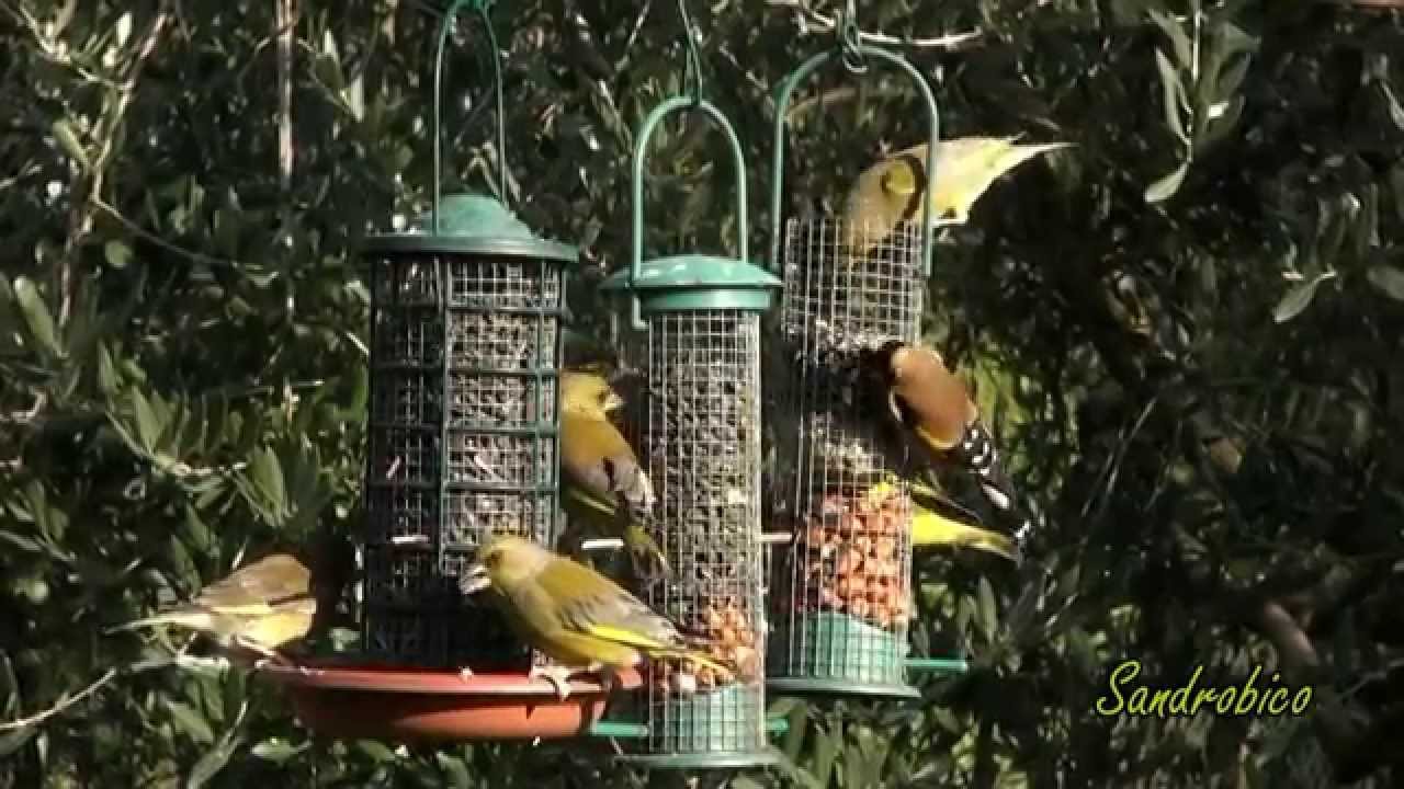Mangiatoie 15 gennaio 15
