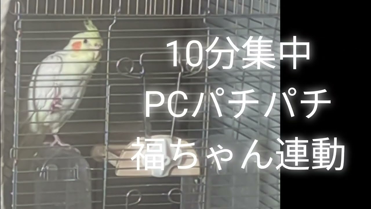 【おしゃべりインコ】10分集中PCパチパチしてたら福ちゃん連動😂動画は10分！やれること一緒にできたら嬉しいです！