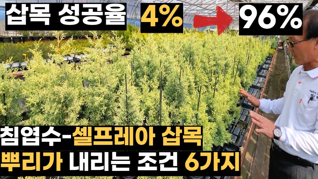 누가 안 된다고 한겨? 셀프레아 삽목성공 6가지 조건